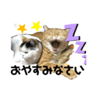 ねこきちさん（個別スタンプ：2）