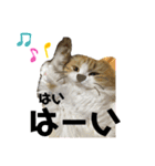 ねこきちさん（個別スタンプ：3）