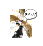 ねこきちさん（個別スタンプ：5）