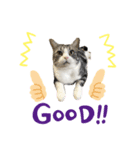 ねこきちさん（個別スタンプ：6）