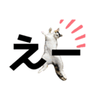ねこきちさん（個別スタンプ：7）
