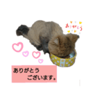 使えるライオンカットのチンチラゴールデン（個別スタンプ：1）