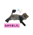 使えるライオンカットのチンチラゴールデン（個別スタンプ：2）