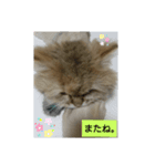 使えるライオンカットのチンチラゴールデン（個別スタンプ：3）