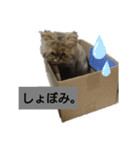 使えるライオンカットのチンチラゴールデン（個別スタンプ：4）