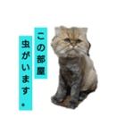 使えるライオンカットのチンチラゴールデン（個別スタンプ：5）