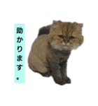 使えるライオンカットのチンチラゴールデン（個別スタンプ：6）