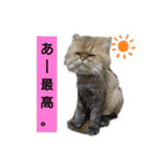 使えるライオンカットのチンチラゴールデン（個別スタンプ：7）