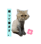 使えるライオンカットのチンチラゴールデン（個別スタンプ：8）