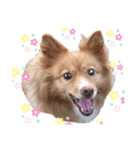 ふくRingoポール（個別スタンプ：2）