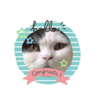 猫のヒナくぅちゃん①（個別スタンプ：1）