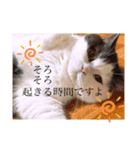 猫のヒナくぅちゃん①（個別スタンプ：2）