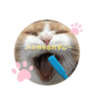 猫のヒナくぅちゃん①（個別スタンプ：5）