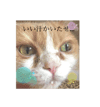 猫のヒナくぅちゃん①（個別スタンプ：7）