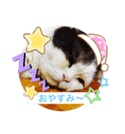 猫のヒナくぅちゃん①（個別スタンプ：8）