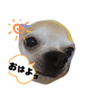 和チワワな コタさん。（個別スタンプ：1）