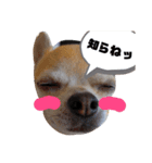 和チワワな コタさん。（個別スタンプ：8）