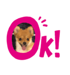 ポメラニアンのぽーちゃん2（個別スタンプ：3）