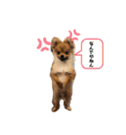 ポメラニアンのぽーちゃん2（個別スタンプ：6）