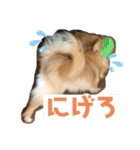 ポメラニアンのぽーちゃん2（個別スタンプ：7）