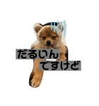 ポメラニアンのぽーちゃん2（個別スタンプ：8）