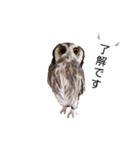 フクロウあずきver.1.0（個別スタンプ：1）