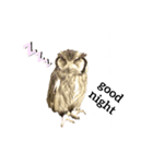 フクロウあずきver.1.0（個別スタンプ：2）