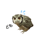 フクロウあずきver.1.0（個別スタンプ：3）