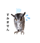 フクロウあずきver.1.0（個別スタンプ：6）