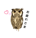 フクロウあずきver.1.0（個別スタンプ：7）