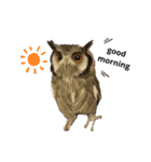 フクロウあずきver.1.0（個別スタンプ：8）