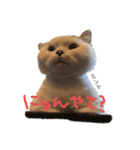 マンチカンのミント（個別スタンプ：1）