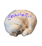 マンチカンのミント（個別スタンプ：3）