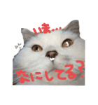 マンチカンのミント（個別スタンプ：7）