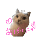 マンチカンのミント（個別スタンプ：8）