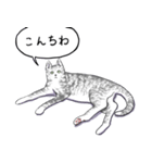 いいネコキャット5（日本語版）（個別スタンプ：1）