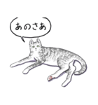 いいネコキャット5（日本語版）（個別スタンプ：3）