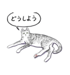 いいネコキャット5（日本語版）（個別スタンプ：4）