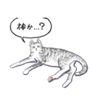 いいネコキャット5（日本語版）（個別スタンプ：7）