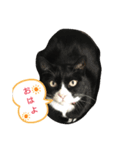のら子が挨拶（個別スタンプ：1）