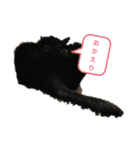 のら子が挨拶（個別スタンプ：2）