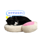 のら子が挨拶（個別スタンプ：3）