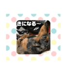 ゆずきち レアな はなぺい スタンプ☆（個別スタンプ：6）