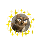 ベンガ猫（個別スタンプ：1）