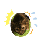 ベンガ猫（個別スタンプ：2）