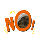 ベンガ猫（個別スタンプ：4）