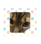ベンガ猫（個別スタンプ：5）