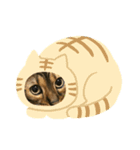 ベンガ猫（個別スタンプ：6）