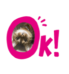 ベンガ猫（個別スタンプ：7）