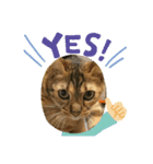 ベンガ猫（個別スタンプ：8）